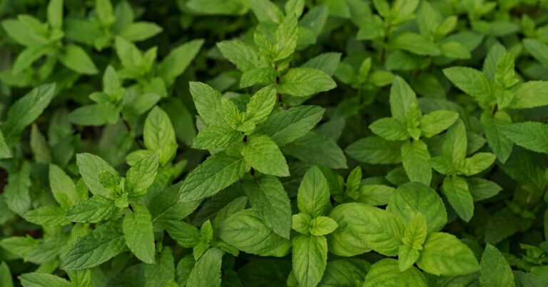 Kinza Herb