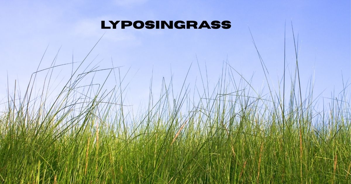 Lyposingrass